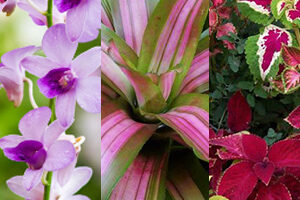 மலர்ச் செய்கை