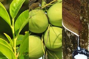 பெருந்தோட்டப் பயிர்கள்